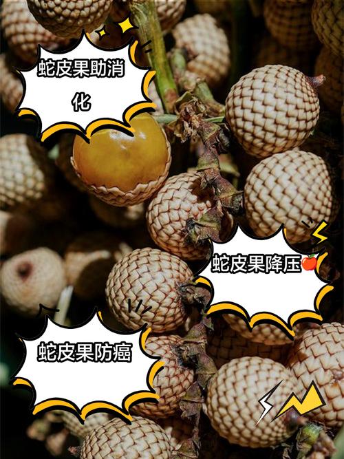 蛇皮果的养殖方法，蛇皮果种植技术？-第4张图片-优品飞百科