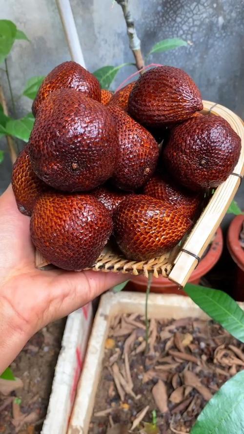 蛇皮果的养殖方法，蛇皮果种植技术？-第5张图片-优品飞百科