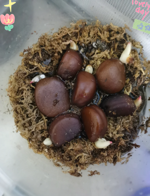 蛇皮果的养殖方法，蛇皮果种植技术？-第7张图片-优品飞百科