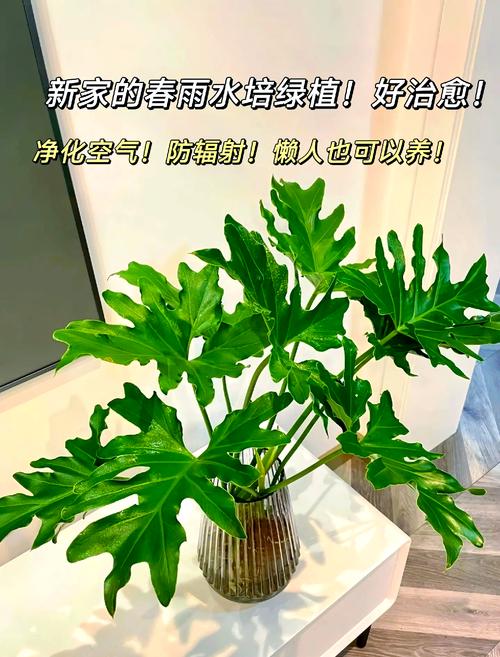 常春藤如何剪枝水培，常春藤插枝水培？