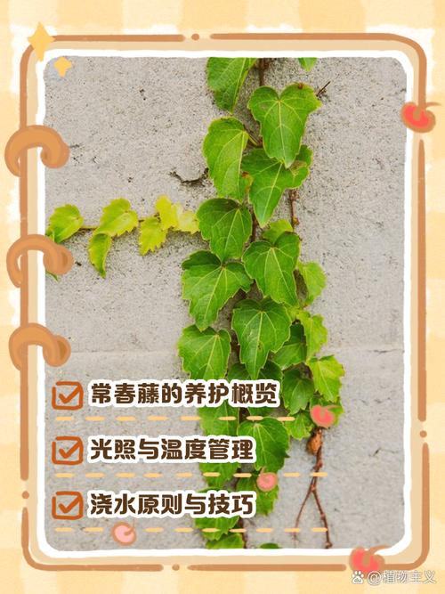 常春藤如何剪枝水培，常春藤插枝水培？-第2张图片-优品飞百科