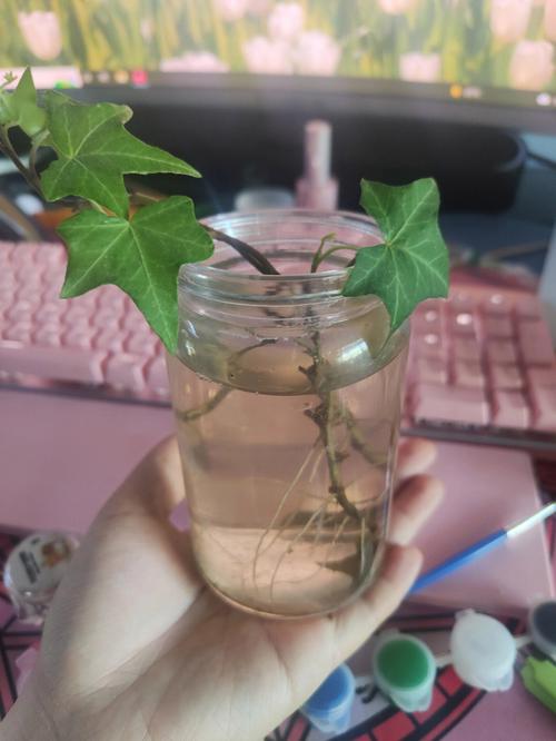 常春藤如何剪枝水培，常春藤插枝水培？-第3张图片-优品飞百科