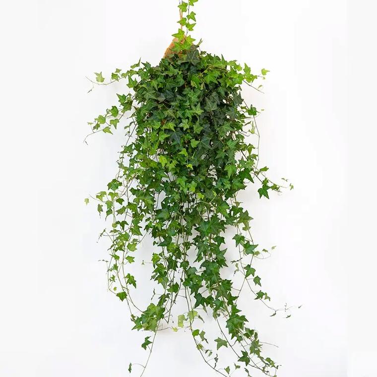 常春藤如何剪枝水培，常春藤插枝水培？-第4张图片-优品飞百科