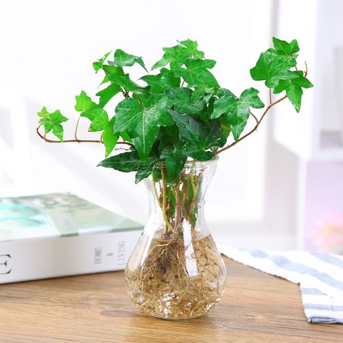 常春藤如何剪枝水培，常春藤插枝水培？-第5张图片-优品飞百科