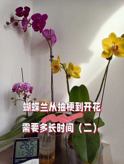 蝴蝶兰花开多久？蝴蝶兰花开多久凋谢？