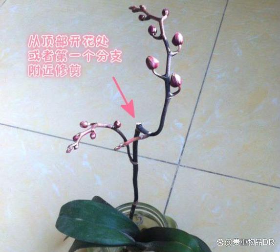 蝴蝶兰花开多久？蝴蝶兰花开多久凋谢？-第2张图片-优品飞百科