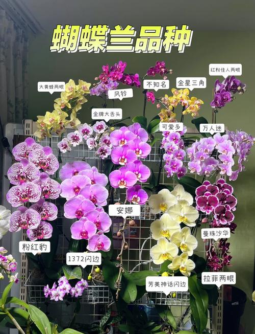 蝴蝶兰花开多久？蝴蝶兰花开多久凋谢？-第3张图片-优品飞百科