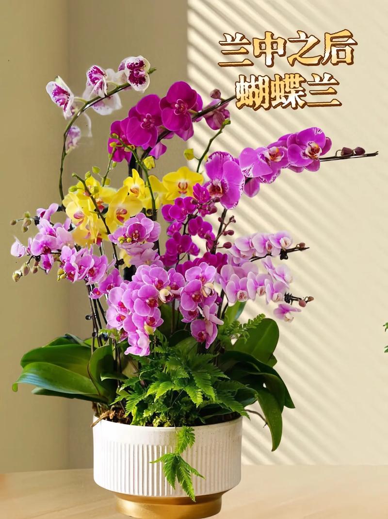 蝴蝶兰花开多久？蝴蝶兰花开多久凋谢？-第4张图片-优品飞百科