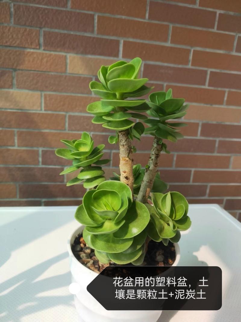 多肉老桩金钱木怎么养，金钱木老桩多肉植物花家里养吉利吗？