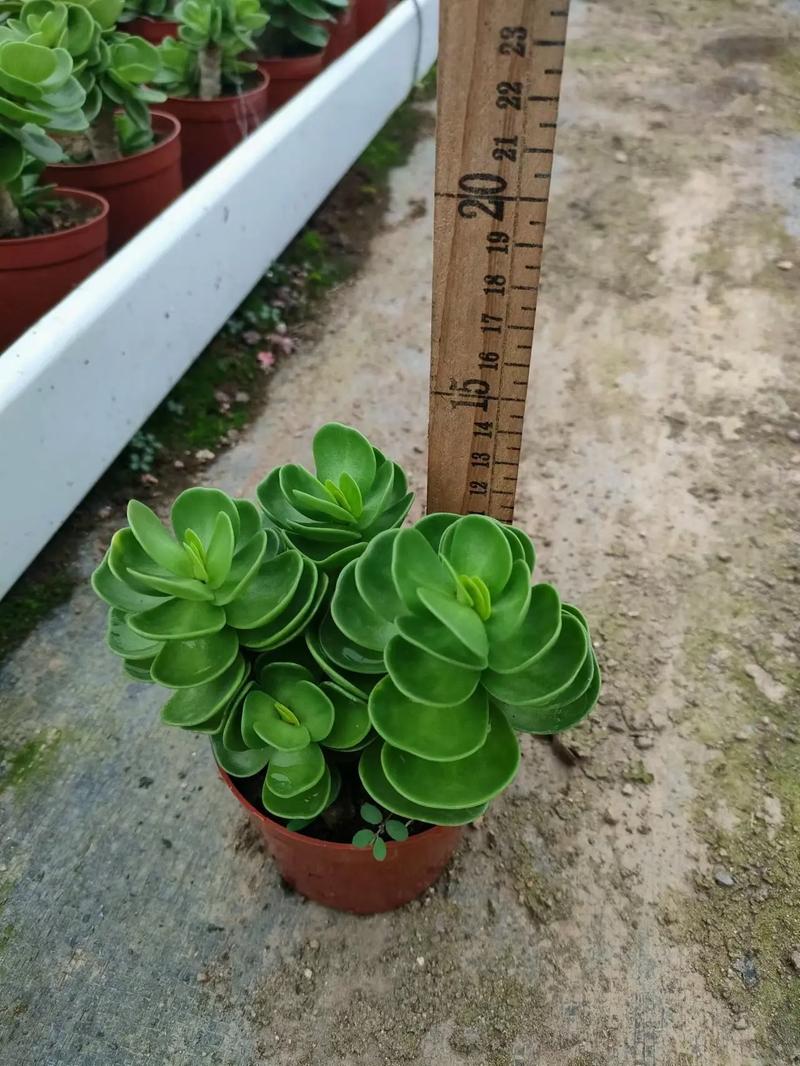 多肉老桩金钱木怎么养,金钱木老桩多肉植物花家里养吉利吗?-第3张图片-优品飞百科 多肉老桩金钱木怎么养,金钱木老桩多肉植物花家里养吉利吗?-第3张图片-优品飞百科