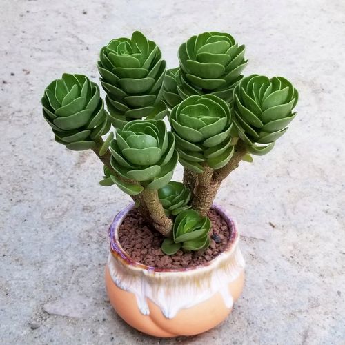 多肉老桩金钱木怎么养,金钱木老桩多肉植物花家里养吉利吗?-第4张图片-优品飞百科 多肉老桩金钱木怎么养,金钱木老桩多肉植物花家里养吉利吗?-第4张图片-优品飞百科