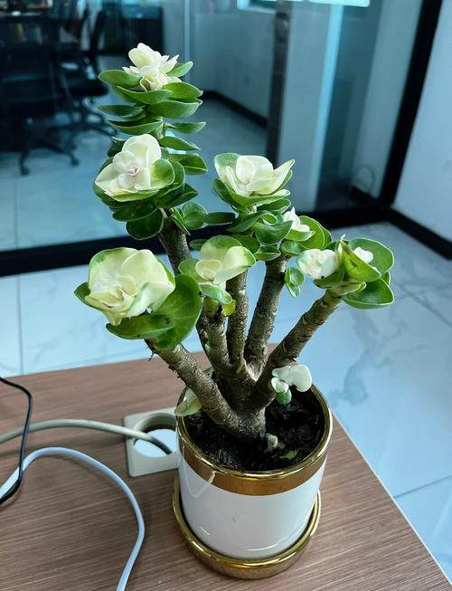 多肉老桩金钱木怎么养,金钱木老桩多肉植物花家里养吉利吗?-第5张图片-优品飞百科 多肉老桩金钱木怎么养,金钱木老桩多肉植物花家里养吉利吗?-第5张图片-优品飞百科