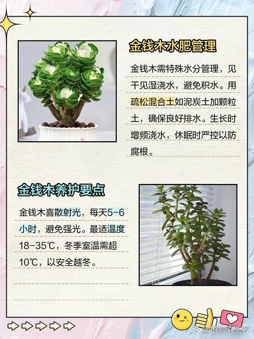 多肉老桩金钱木怎么养,金钱木老桩多肉植物花家里养吉利吗?-第6张图片-优品飞百科 多肉老桩金钱木怎么养,金钱木老桩多肉植物花家里养吉利吗?-第6张图片-优品飞百科