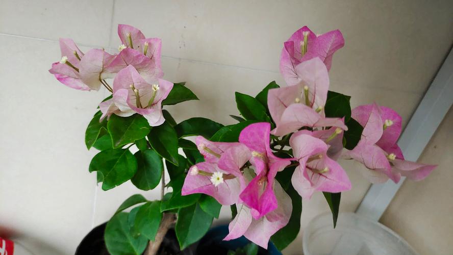 这5种花一淋雨就死,这5种花一淋雨就死的原因?-第1张图片-优品飞百科 这5种花一淋雨就死,这5种花一淋雨就死的原因?-第1张图片-优品飞百科