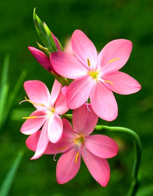 这5种花一淋雨就死,这5种花一淋雨就死的原因?-第2张图片-优品飞百科 这5种花一淋雨就死,这5种花一淋雨就死的原因?-第2张图片-优品飞百科