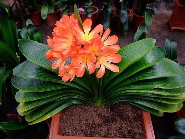 这5种花一淋雨就死,这5种花一淋雨就死的原因?-第3张图片-优品飞百科 这5种花一淋雨就死,这5种花一淋雨就死的原因?-第3张图片-优品飞百科