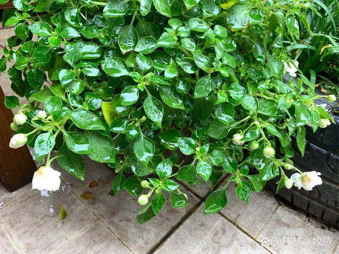 这5种花一淋雨就死,这5种花一淋雨就死的原因?-第4张图片-优品飞百科 这5种花一淋雨就死,这5种花一淋雨就死的原因?-第4张图片-优品飞百科