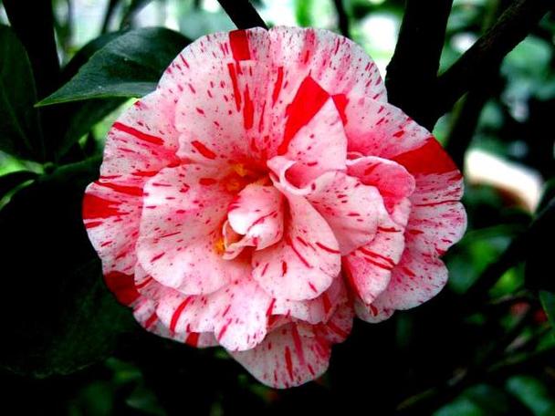 这5种花一淋雨就死,这5种花一淋雨就死的原因?-第5张图片-优品飞百科 这5种花一淋雨就死,这5种花一淋雨就死的原因?-第5张图片-优品飞百科