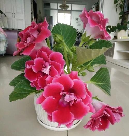 这5种花一淋雨就死,这5种花一淋雨就死的原因?-第6张图片-优品飞百科 这5种花一淋雨就死,这5种花一淋雨就死的原因?-第6张图片-优品飞百科