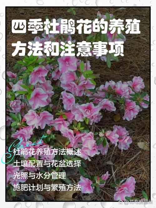 四季杜鹃花的养殖方法和注意事项，四季杜鹃百度百科？