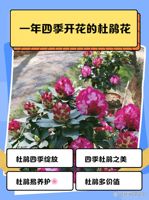 四季杜鹃花的养殖方法和注意事项，四季杜鹃百度百科？-第2张图片-优品飞百科