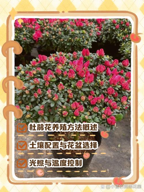 四季杜鹃花的养殖方法和注意事项，四季杜鹃百度百科？-第4张图片-优品飞百科