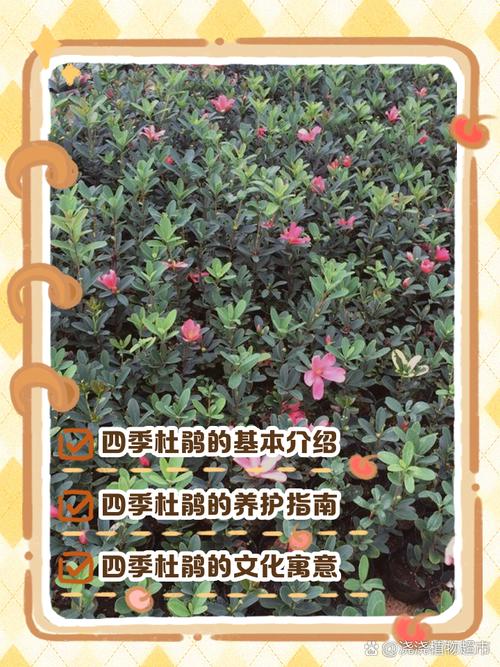 四季杜鹃花的养殖方法和注意事项，四季杜鹃百度百科？-第5张图片-优品飞百科