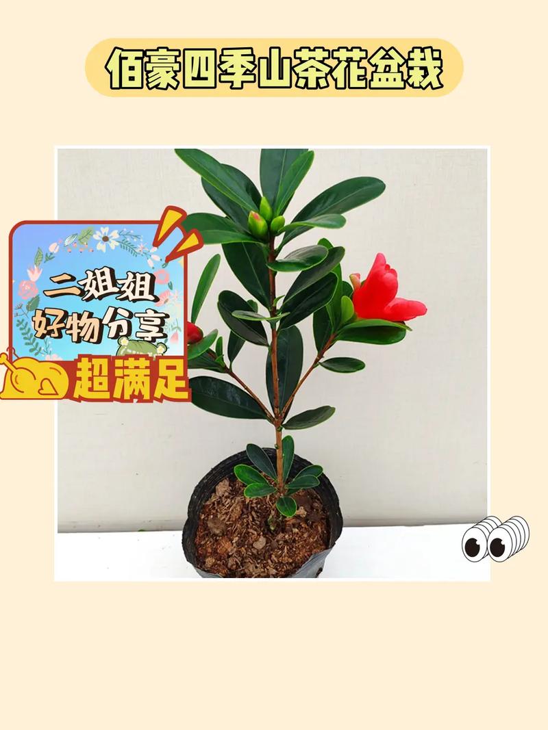 四季杜鹃花的养殖方法和注意事项，四季杜鹃百度百科？-第6张图片-优品飞百科