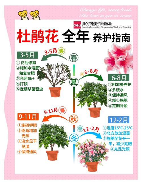 四季杜鹃花的养殖方法和注意事项，四季杜鹃百度百科？-第7张图片-优品飞百科