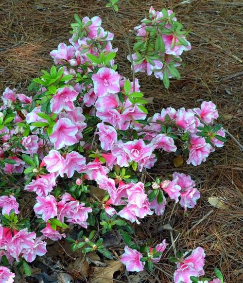 四季杜鹃花的养殖方法和注意事项，四季杜鹃百度百科？-第8张图片-优品飞百科