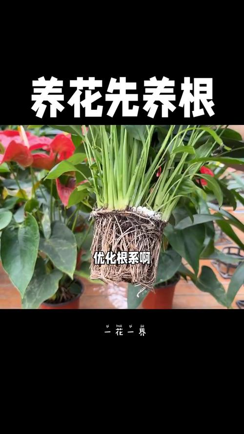 养花先“养根”？养花先养根,盆里扔几种东西,生长势头更加旺盛？-第2张图片-优品飞百科