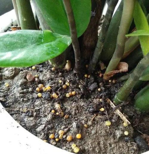 养花先“养根”？养花先养根,盆里扔几种东西,生长势头更加旺盛？-第4张图片-优品飞百科