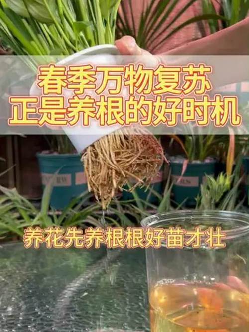 养花先“养根”？养花先养根,盆里扔几种东西,生长势头更加旺盛？-第5张图片-优品飞百科