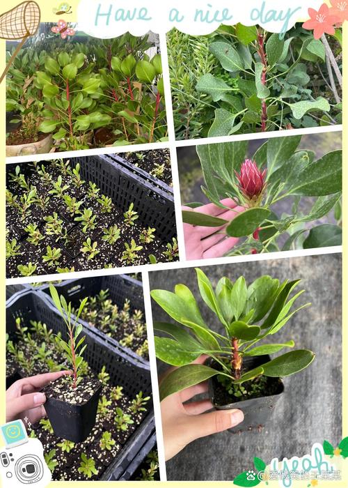 帝王花种子怎么种，帝王花种苗