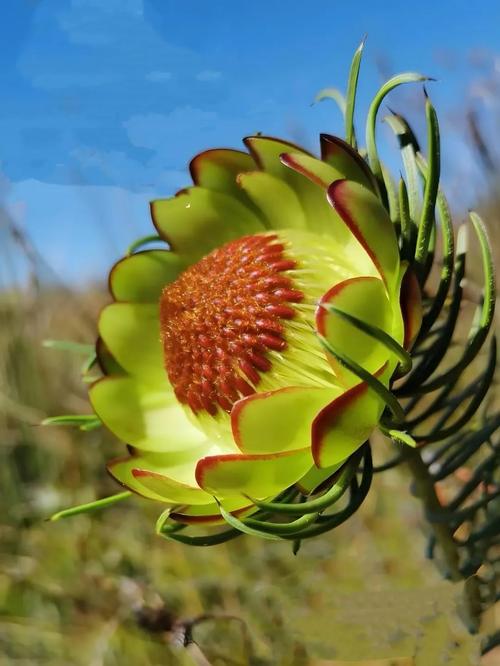 帝王花种子怎么种，帝王花种苗-第2张图片-优品飞百科