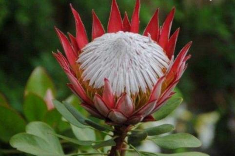 帝王花种子怎么种，帝王花种苗-第3张图片-优品飞百科