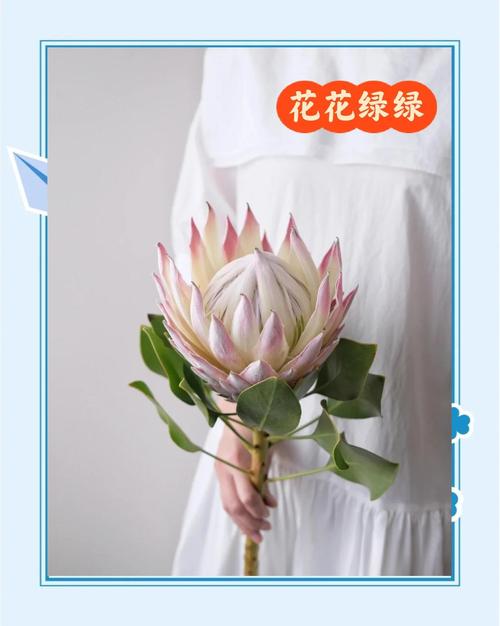 帝王花种子怎么种，帝王花种苗-第4张图片-优品飞百科