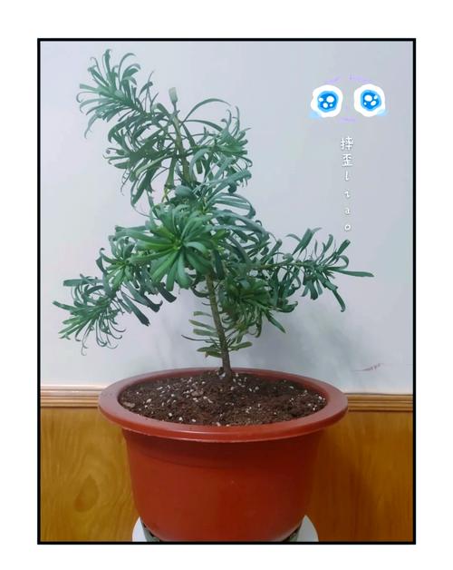 帝王花种子怎么种，帝王花种苗-第5张图片-优品飞百科