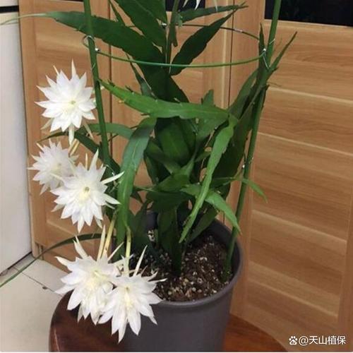 昙花冬季怎么养，昙花冬天怎么养殖？-第2张图片-优品飞百科