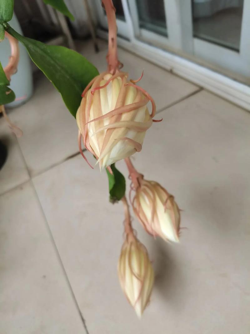 昙花冬季怎么养，昙花冬天怎么养殖？-第3张图片-优品飞百科