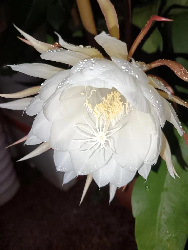 昙花冬季怎么养，昙花冬天怎么养殖？-第4张图片-优品飞百科