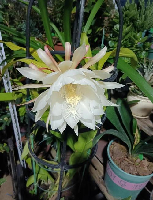 昙花冬季怎么养，昙花冬天怎么养殖？-第5张图片-优品飞百科