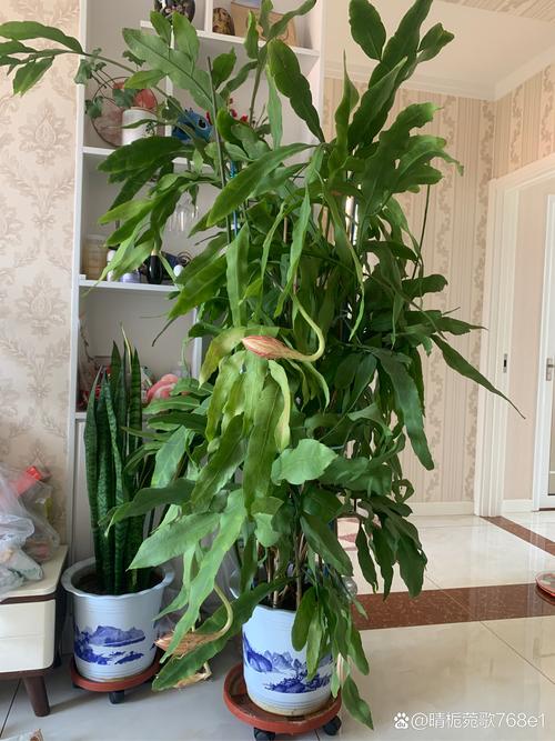 昙花冬季怎么养，昙花冬天怎么养殖？-第7张图片-优品飞百科