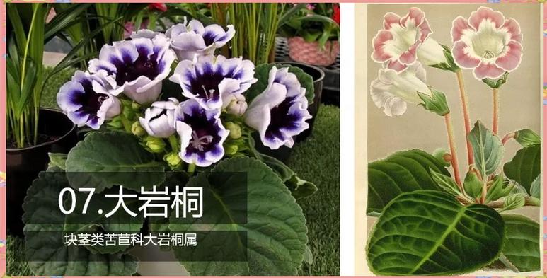 大岩桐花谢后怎么修剪，大岩桐花谢后修剪图？-第1张图片-优品飞百科