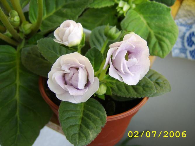 大岩桐花谢后怎么修剪，大岩桐花谢后修剪图？-第2张图片-优品飞百科