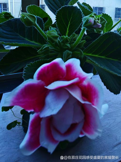 大岩桐花谢后怎么修剪，大岩桐花谢后修剪图？-第6张图片-优品飞百科