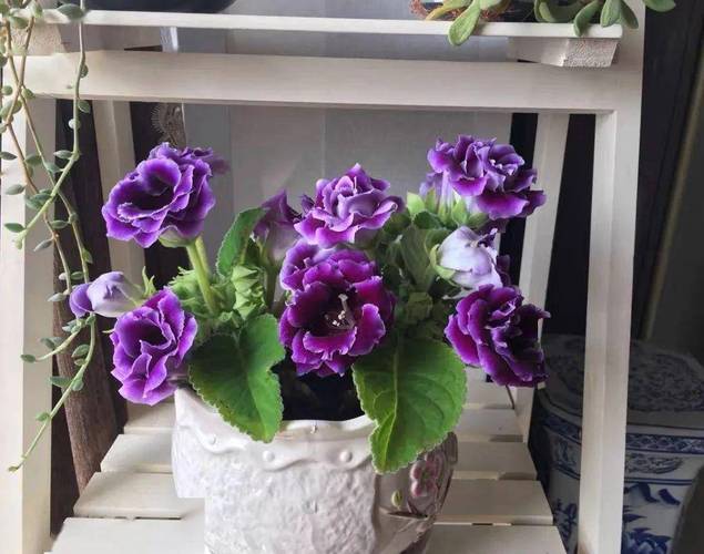 大岩桐花谢后怎么修剪，大岩桐花谢后修剪图？-第7张图片-优品飞百科