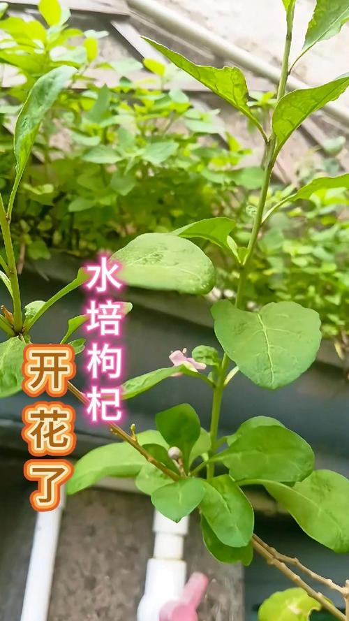 枸杞什么时间开花？枸杞什么时侯开花？