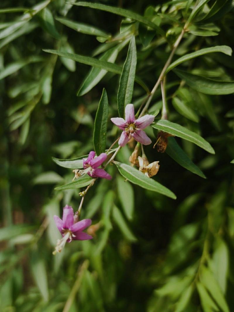 枸杞什么时间开花?枸杞什么时侯开花?-第2张图片-优品飞百科 枸杞什么时间开花?枸杞什么时侯开花?-第2张图片-优品飞百科