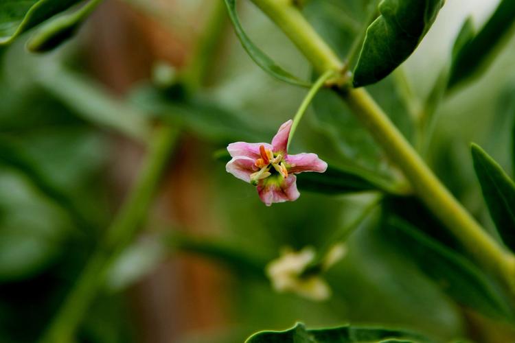 枸杞什么时间开花?枸杞什么时侯开花?-第3张图片-优品飞百科 枸杞什么时间开花?枸杞什么时侯开花?-第3张图片-优品飞百科